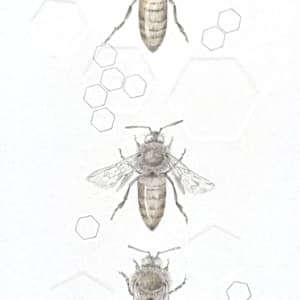 Honey Bee 3.38e by Louisa Crispin 