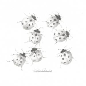 Ladybird LB001 by Louisa Crispin, Image 3.