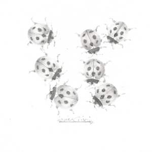 Ladybird LB006 by Louisa Crispin, Image 2.