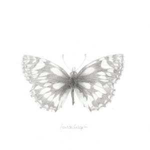 Marbled White MW001 by Louisa Crispin 