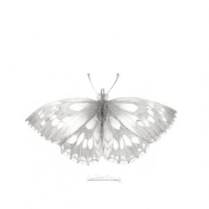 Marbled White MW002 by Louisa Crispin 