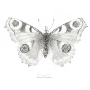Peacock PB004 by Louisa Crispin 