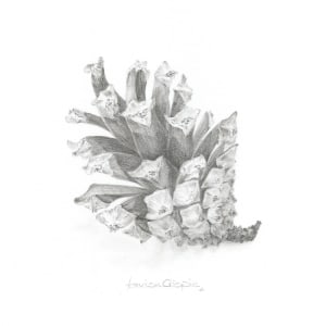 Pine Cone PC001 by Louisa Crispin 