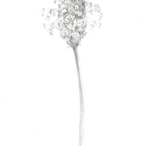 Plantain PL004 by Louisa Crispin 