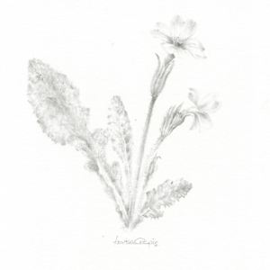 Primrose PR003 by Louisa Crispin 