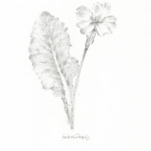 Primrose PR004 by Louisa Crispin 