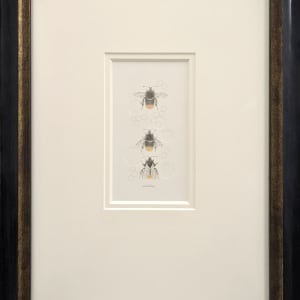 Red Tailed Bumble Bee 3.40e by Louisa Crispin