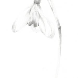 Snowdrop SD001 by Louisa Crispin 