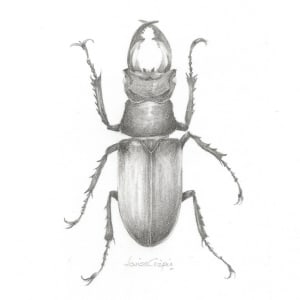 Stag Beetle SB001 by Louisa Crispin 