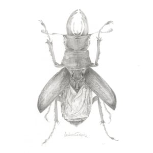 Stag Beetle SB003 by Louisa Crispin 