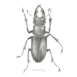 Stag Beetle SB008 by Louisa Crispin 
