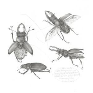 Study of a Beetle 001 ~ Stag Beetle by Louisa Crispin 