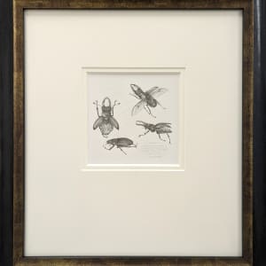 Study of a Beetle 001 ~ Stag Beetle by Louisa Crispin