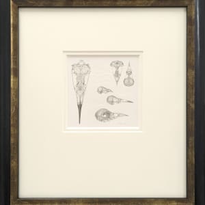 Study of a  Bird  002 ~ Skulls by Louisa Crispin