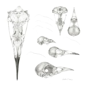 Study of a  Bird  002 ~ Skulls by Louisa Crispin 