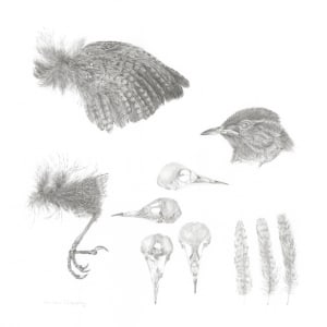 Study of a  Bird  003 ~ Wren by Louisa Crispin 