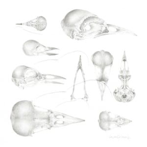 Study of a  Bird  004 ~ Skulls by Louisa Crispin 