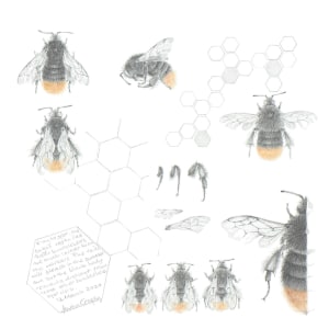 Study of a  BumbleBee 029 by Louisa Crispin 