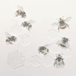 Study of a  BumbleBee 030 by Louisa Crispin 