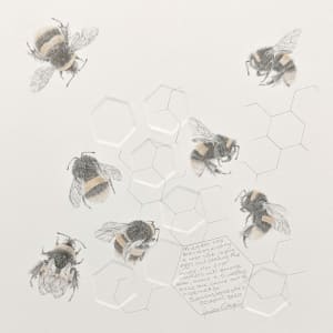 Study of a  BumbleBee 031 by Louisa Crispin 