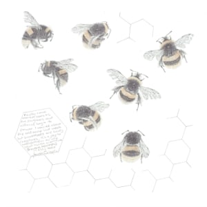 Study of a  BumbleBee 032 by Louisa Crispin 