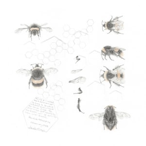 Study of a  BumbleBee 034 by Louisa Crispin 
