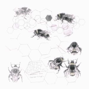 Study of a  BumbleBee 014 by Louisa Crispin 