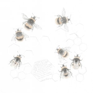 Study of a  BumbleBee 035 by Louisa Crispin 