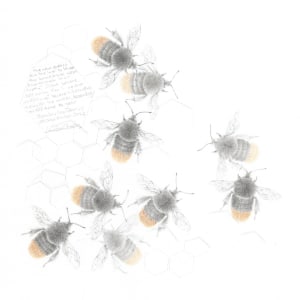 Study of a  BumbleBee 036 by Louisa Crispin 