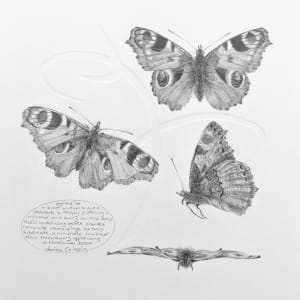 Study of a  Butterfly 003 ~ Peacock by Louisa Crispin 