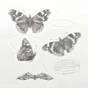 Study of a  Butterfly 004 ~ Red Admiral by Louisa Crispin 
