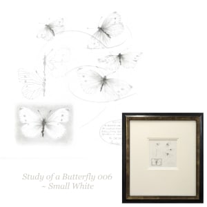 Study of a  Butterfly 006 ~ Small White by Louisa Crispin 