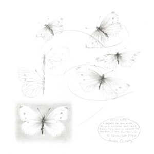 Study of a  Butterfly 006 ~ Small White by Louisa Crispin 