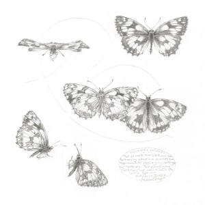 Study of a  Butterfly 007 ~ Marbled White by Louisa Crispin 
