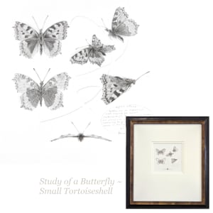 Study of a  Butterfly 001 ~ Small Tortoiseshell by Louisa Crispin 