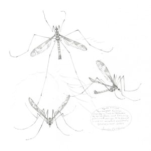Study of a  Cranefly 001 ~ Tipula maxima by Louisa Crispin 