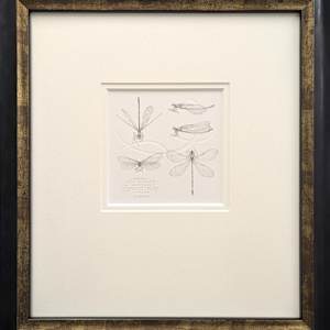 Study of a Damselfly 001 ~ Zygoptera by Louisa Crispin