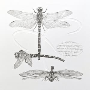 Study of a Dragonfly 001 ~ golden ringed by Louisa Crispin 