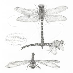 Study of a Dragonfly 003 ~ Golden Ringed by Louisa Crispin 
