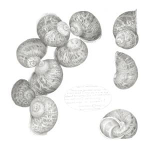 Study of a  Gastropod 001 ~ Garden Snail by Louisa Crispin 