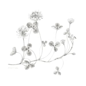 Study of a Lawnflower 001 ~ White Clover by Louisa Crispin 