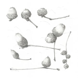 Study of a Seed 001 ~ the acorn by Louisa Crispin 