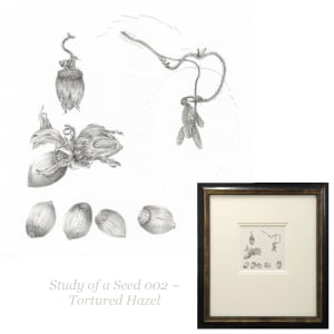 Study of a Seed 002 ~ Tortured Hazel by Louisa Crispin 