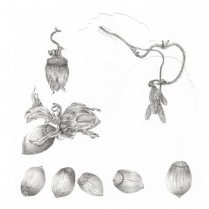 Study of a Seed 002 ~ Tortured Hazel by Louisa Crispin 