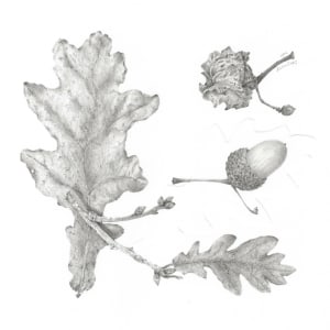 Study of a Seed 003 ~ Acorn and Leaf by Louisa Crispin 