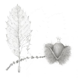 Study of a Seed 004 ~ Sweet Chestnut by Louisa Crispin 