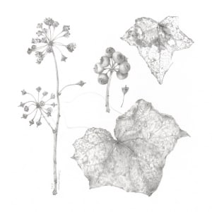 Study of a Seed 005 ~ Ivy by Louisa Crispin 