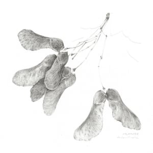 Study of a Seed 006 ~ Sycamore by Louisa Crispin 