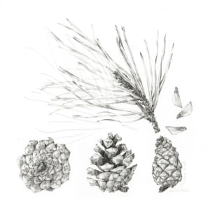 Study of a Seed 007 ~ Scots Pine by Louisa Crispin 