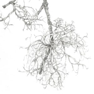 Study of a Seed 008 ~ Field Maple and Lichen by Louisa Crispin 